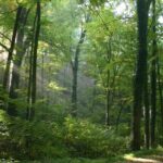 Vortrag: Erhalt von Wald-Lebensräumen in Zeiten von Klimawandel und Waldumbau