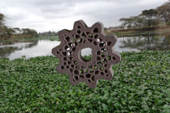 water_hyacinth_3