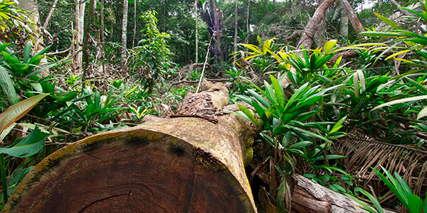 Forest site near Porto Velho, Amazonas, Brazil