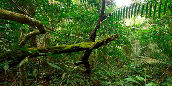 Floresta perto de Humaitá, Amazonas