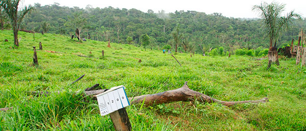 Forest–pastureland interface near Apuí, Amazonas, Brazil