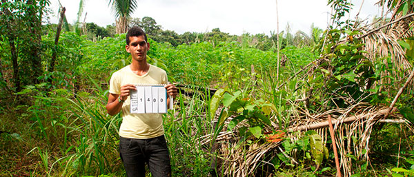 Plantação de mandioca perto de Lábrea, Amazonas