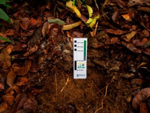 Soil litter layer at sampling site