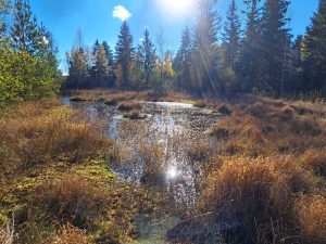 K.S.: Geoökologie - Natur im Erzgebirge.