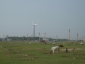 DSCF8426