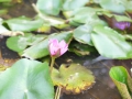 DSCF8623