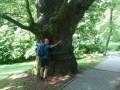 Auch in Příbram gibt es große alte Eichen. Da freut sich natürlich ein Geoökologe.