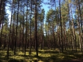 Wenn man in Estland abseits von Talinn und Biathlonanlagen Urlaub macht, sollte man sich nach einer anstrengenden WM auf Ruhe, viel Wald ...